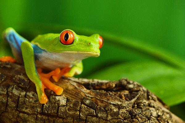 image of green tree frog